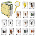 15 Insect specimens, Real Specimens of Various Butterflies and Beetles Made of by Unknown