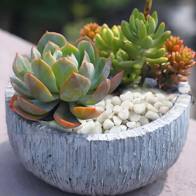 FANTIAN White Pebbles for Indoor Plants, 3/8 Inch Decorative White Stones. - Image 4