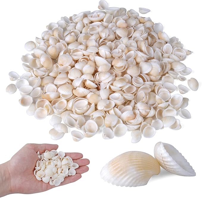 PPCLION 1000pcs 0.5-0.9" Natural Tiny Small Sea Shells White Clam Shells by PPCLION