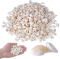 PPCLION 1000pcs 0.5-0.9" Natural Tiny Small Sea Shells White Clam Shells by PPCLION