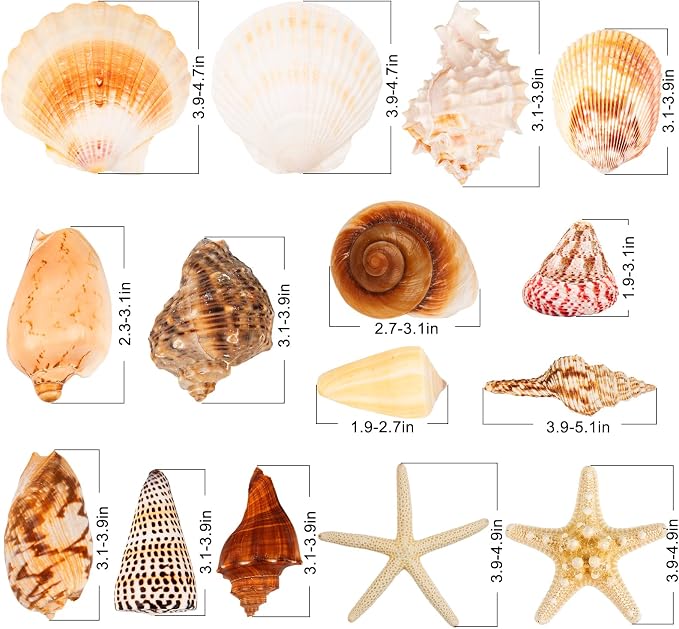 JQAQJU Sea Shells for Decorating 15PCS Large Seashells Starfish Conch for Beach - Image 2