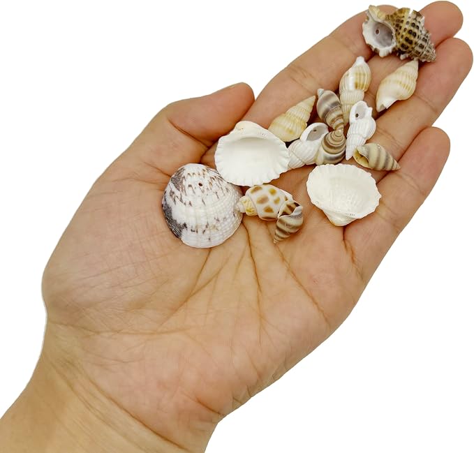 yaokan Natural Sea Shells & Starfish Set, Drilled Beach Shells | DIY Crafts - Image 3