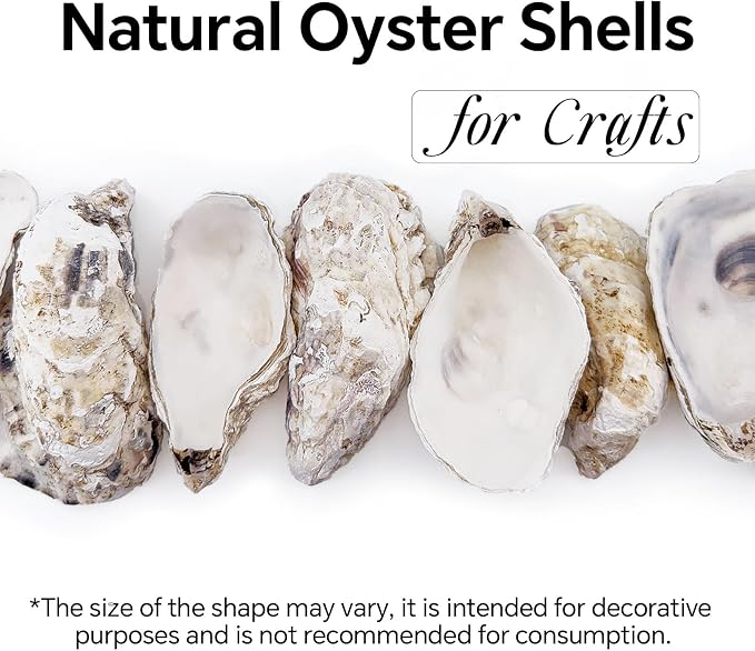 20PCS 3"-4" Medium Oyster Shells - Image 3