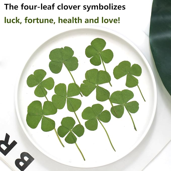 48 Pcs Mix Natural Dried Pressed 4 Leaf Clover - Image 3