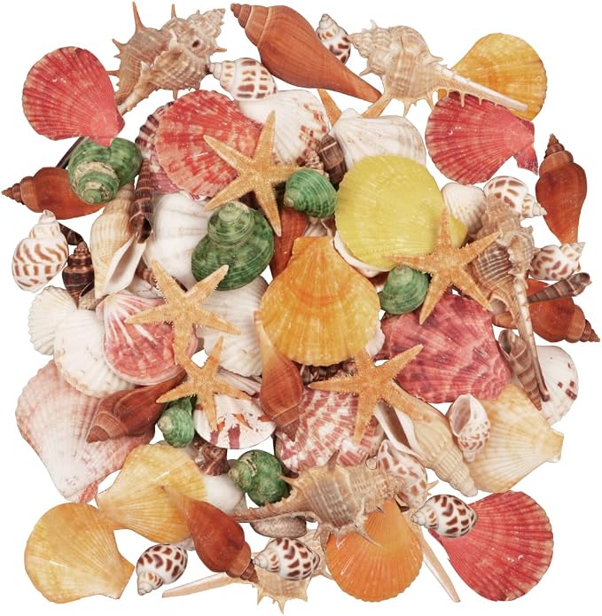 Seashells 13 Kinds of Shells 100 PCS Mixed Ocean Beach Colorful Seashells by Jangostor