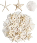 16 Pieces Starfish and Scallop Shells by Unknown