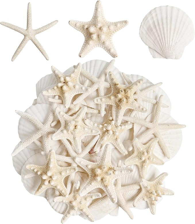 16 Pieces Starfish and Scallop Shells by Unknown