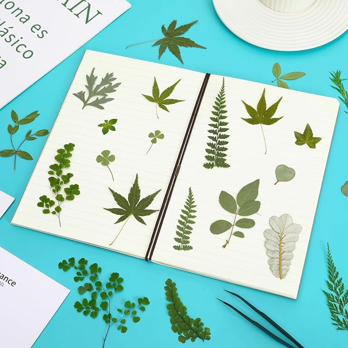 Augshy Pressed Dried Leaves Flowers, Scrapbooking - Image 4