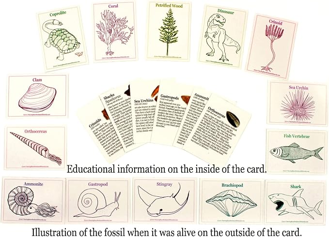 DANCING BEAR Fossil Collection Sorting Activity Kit - Image 3