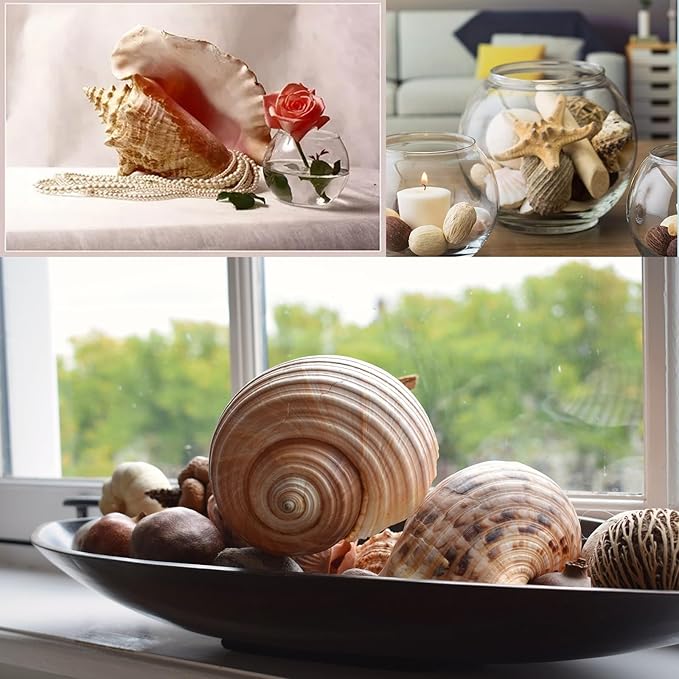 JQAQJU Sea Shells for Decorating 15PCS Large Seashells Starfish Conch for Beach - Image 5