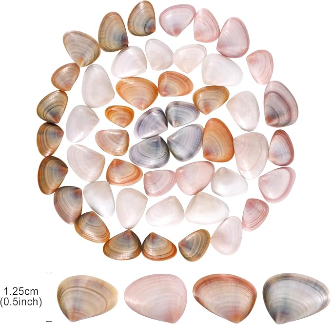 PPCLION 1000 Pcs Natural Tiny Small Sea Shells Colorful Clam Shells - Image 2