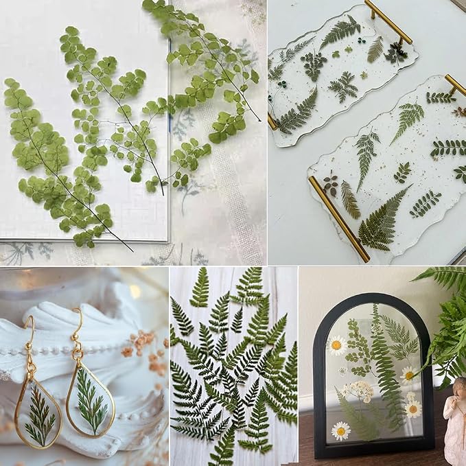 55 Pcs Green Leaves Ferns Dried Pressed Flowers - Image 7