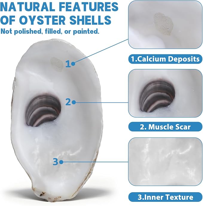 30PCS 4"-5" Flat Oyster Shells, Large Natural Oyster Shells - Image 5