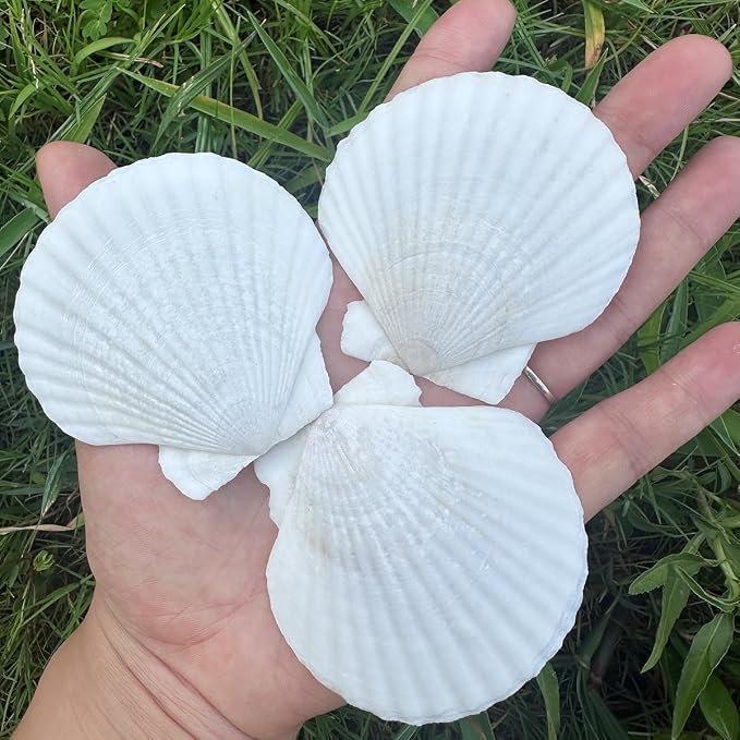 30 PCS Seashells for Crafts 2-3 Inches White Natural Bulk Scallop Shells for by Dortrue