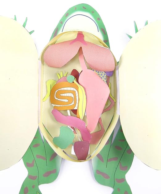 NewPath Learning Frog Dissection 3-D Paper Model Making Kit, Set/5 Full-Color by NewPathLearning