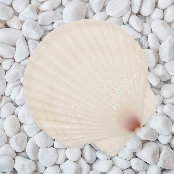 10 PCS 4-5 Inch Large Scallop Shells - Image 5