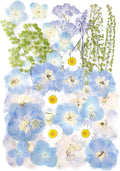 Real Dried Pressed Flowers Leaf Plant Herbarium by AHTONG