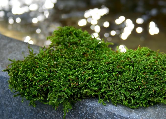 SuperMoss Sheet Moss – Flat Moss - Image 4