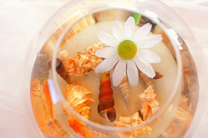 Sea Shells Mixed Beach Seashells 9 Kinds 1.2"-3.5 "Various Sizes Natural - Image 4