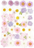 Real Dried Pressed Flowers Leaf Plant Herbarium by AHTONG