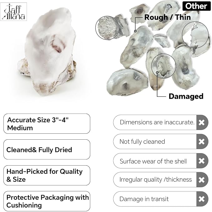 20PCS 3"-4" Medium Oyster Shells - Image 4