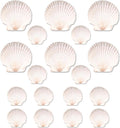 20PCS Natural Scallop Shells for Crafts & Baking by PremiumYardSignsJoyfulPartyEssentialsForEverysingleHome