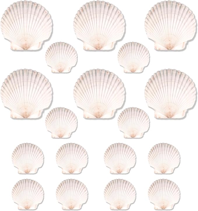 20PCS Natural Scallop Shells for Crafts & Baking by PremiumYardSignsJoyfulPartyEssentialsForEverysingleHome