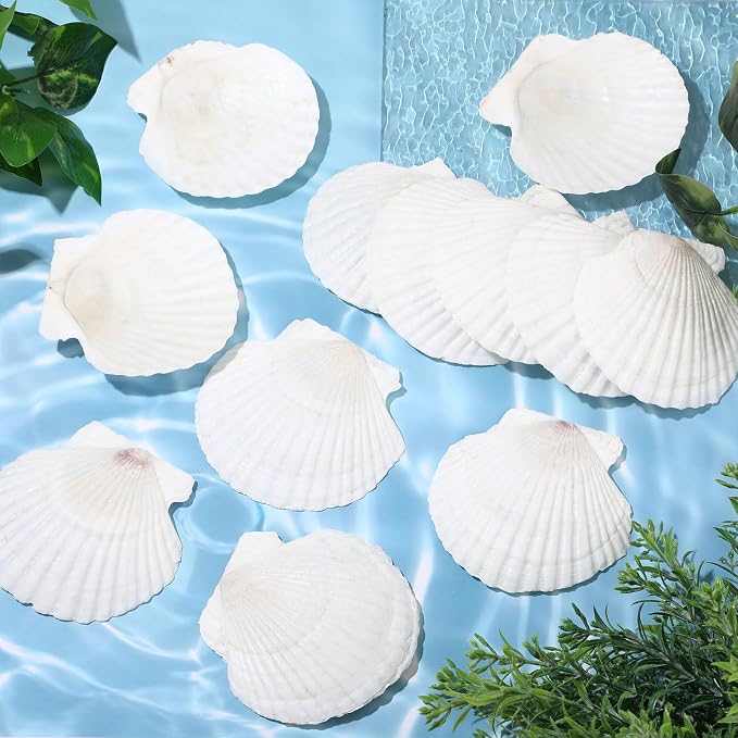 GlikCeil 50 Pcs Sea Shell for Crafting Natural Large Scallop White Oyster - Image 3