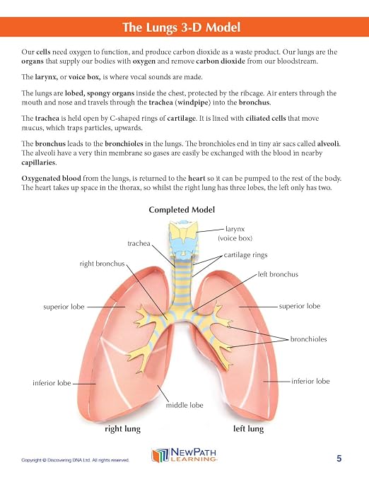 NewPath Learning Lungs 3-D Paper Model Making Kit, Set/5 Full-Color, Paper - Image 3