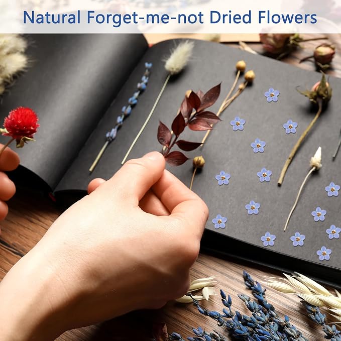Nuanchu Natural Forget-me-not Dried Flowers Don't Forget Me Dried Real Pressed - Image 5