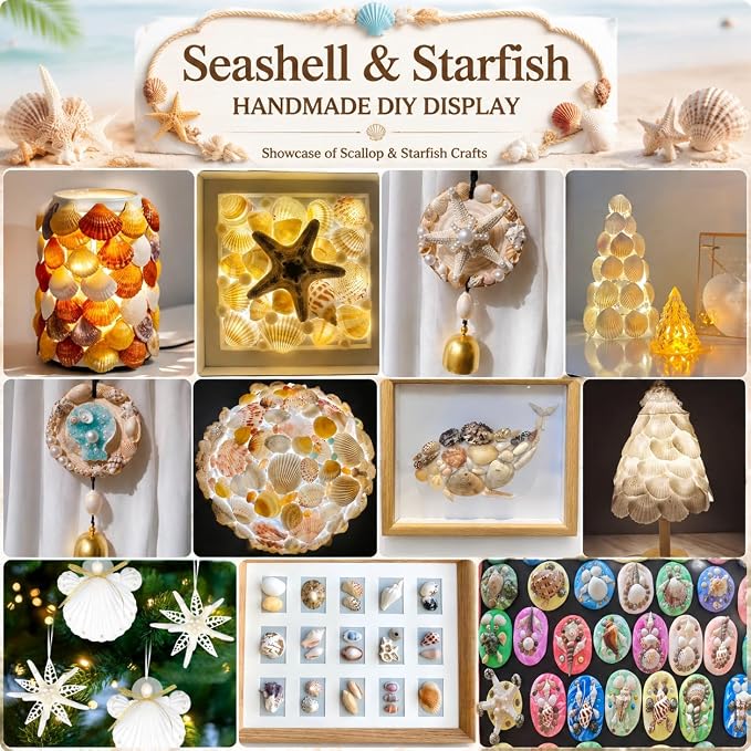 JSPYFITS Sea Shells Mixed Beach Seashells 20 Kinds, 1.5"-5.5" Various Sizes - Image 5