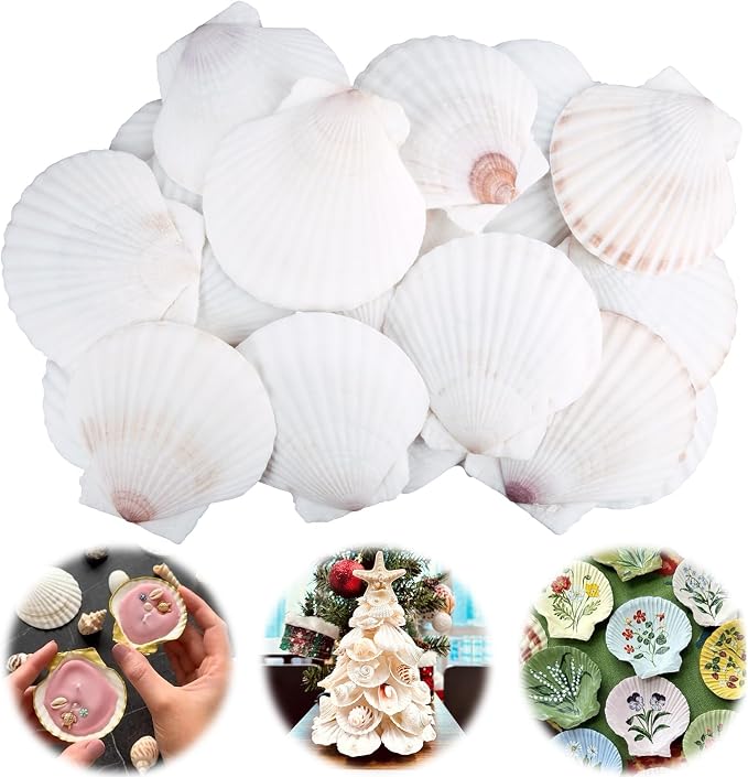 30PCS Scallop Shells for Crafts 2''-3'' Natural White Large Shells Decoration by PremiumYardSignsJoyfulPartyEssentialsForEverysingleHome