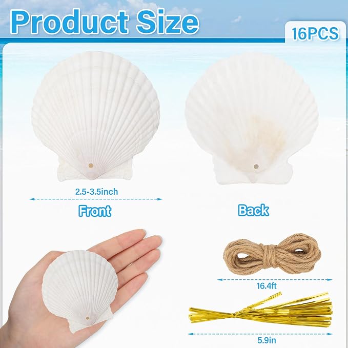 16PCS Natural Sea Shells 2.5"-3.5" Perforation Scallop Shells - Image 3