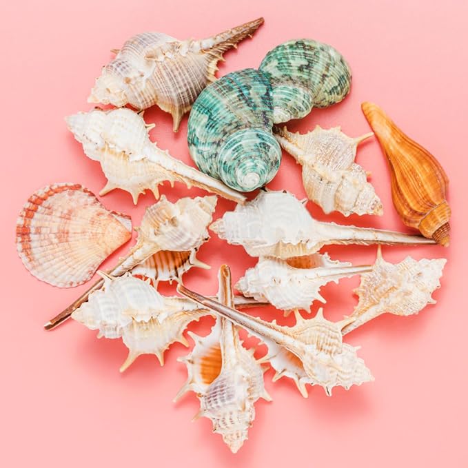 10 PCS+ Small Conch Shells Natural Sea Shells, Fish Tank and Vase Filler - Image 3