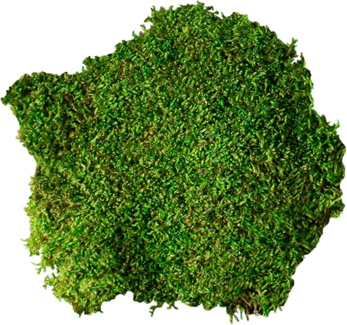 SuperMoss Sheet Moss – Flat Moss - Image 2