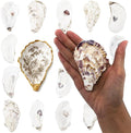 20PCS 3"-4" Medium Oyster Shells by Unknown
