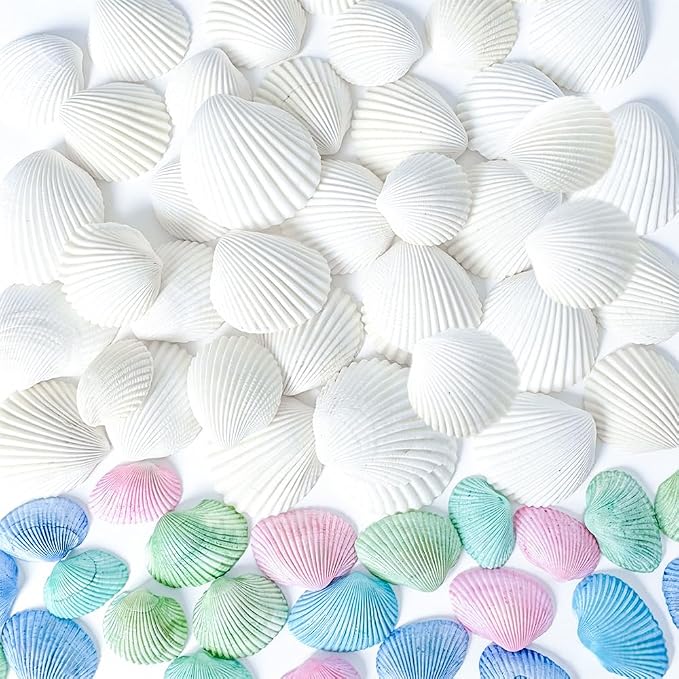 68 Pcs Small Natural Scallop Seashells 1-1.5 Inch Decorative Sea Shells | DIY by HappyFiller