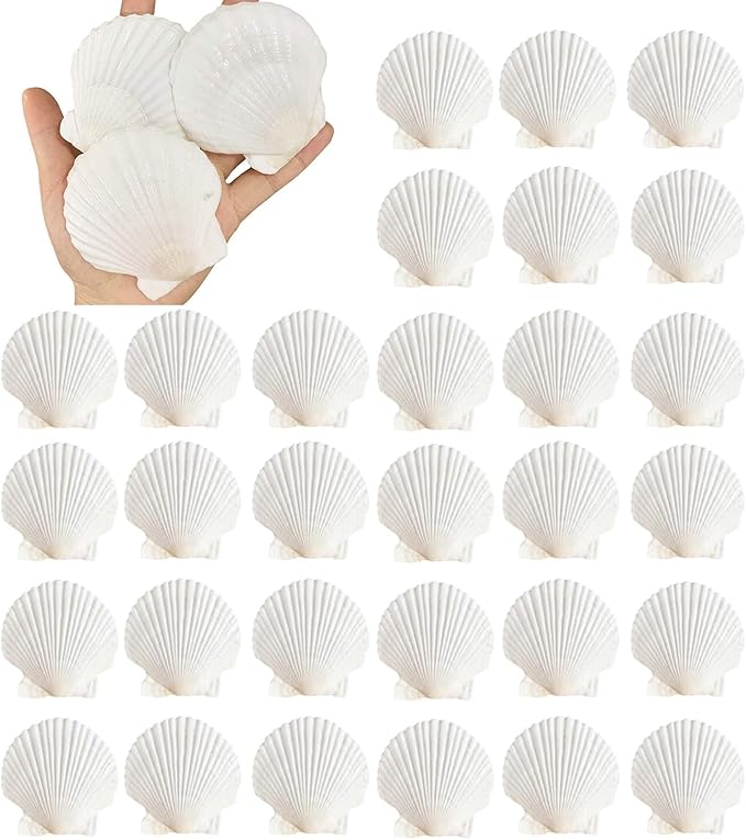30PCS Natural Scallop Shells 2.3''-3'' White Sea Shells by Unknown