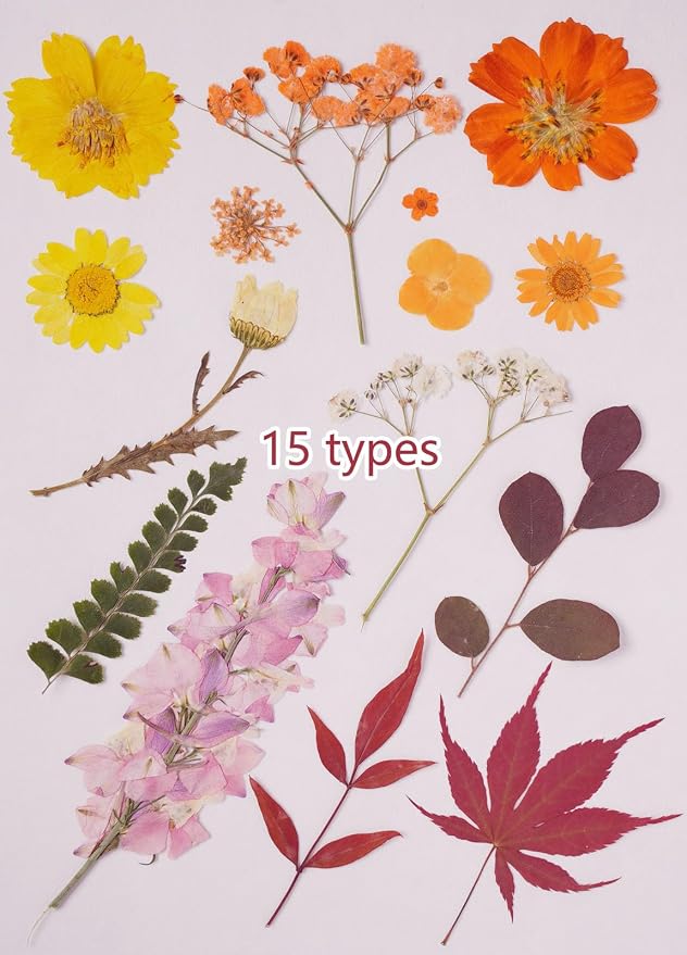 15Types 48Pcs Fall Real Dried Pressed Flowers Maple Leaf Plant Herbarium - Image 3