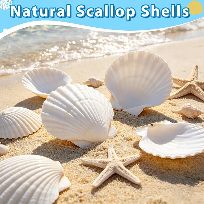 20Pcs 4-5 Inch Large Scallop Shells - Image 2