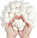 QEQEKAKA 60PCS Sea Shells for Crafts1.5''-2'' White Small Seashells Clam by QEQEKAKA