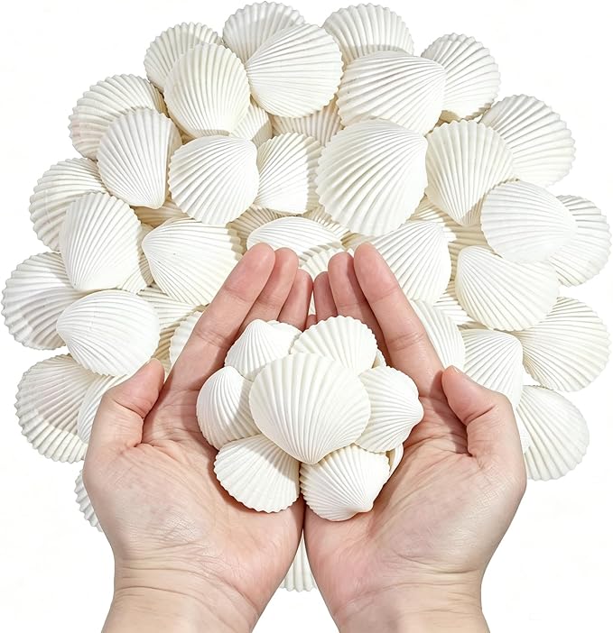 QEQEKAKA 60PCS Sea Shells for Crafts1.5''-2'' White Small Seashells Clam by QEQEKAKA