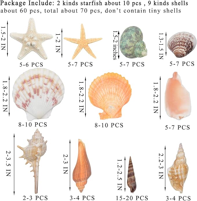 Sea Shells Mixed Beach Seashells 9 Kinds 1.2"-3.5 "Various Sizes Natural - Image 2
