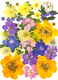 MIKIYA 34Pcs Pressed Dried Flowers by MIKIYA