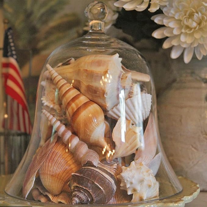 JQAQJU Sea Shells Mixed Beach Seashells 20 Kinds, 1.5"-5.5" Various Sizes Large - Image 4