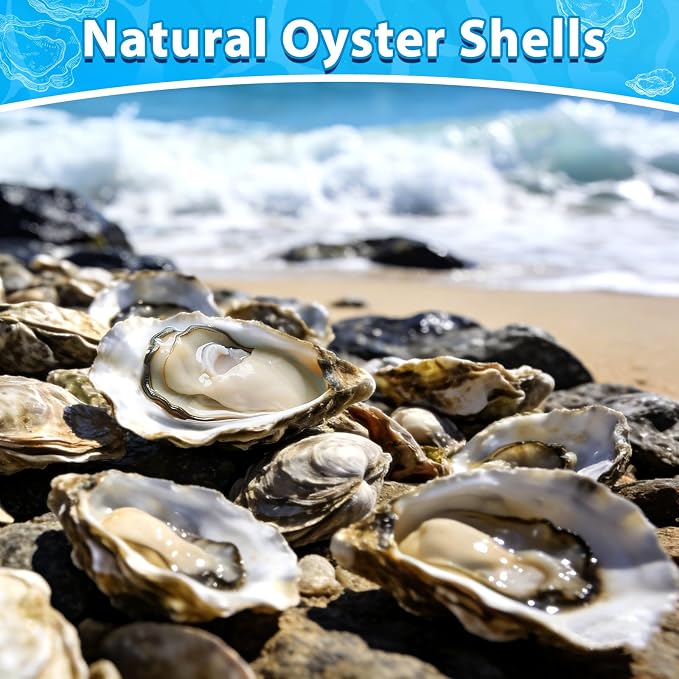 30Pcs Small Flat Oyster Shells for Crafts, 2-3 Inch Cleaned Natural Oyster - Image 3
