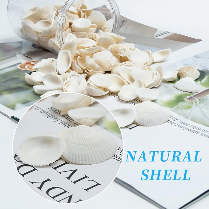 Natural Tiny Sea Shells Small White Clam Shells - Image 5