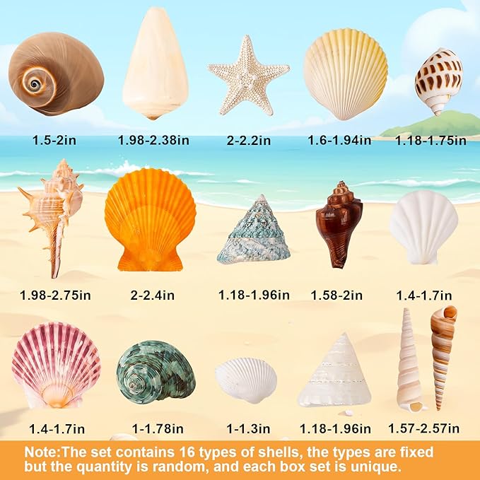 Sea Shell Mixed Ocean Shells Set, 15 Kinds 1.2"-2.7" Various Sizes Natural - Image 3