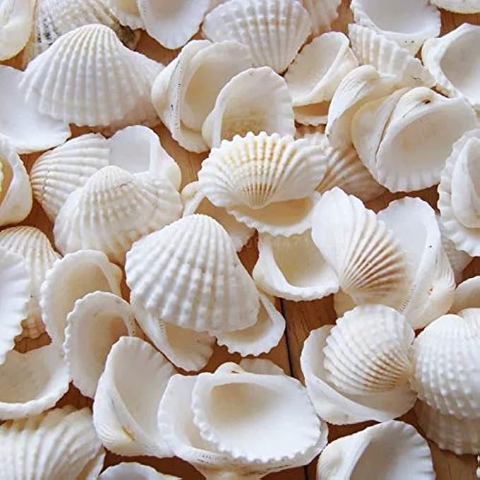 Small Tiny Sea Shells White Clam Bulk Natural Seashell by SEAJIAYI