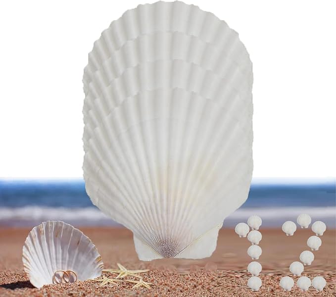 12 Pcs Sea Shells White Large Scallop Shells by PLOOTA